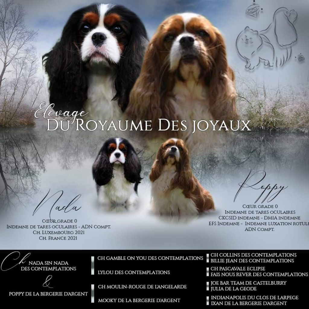 chiot Cavalier King Charles Spaniel Du Royaume Des Joyaux