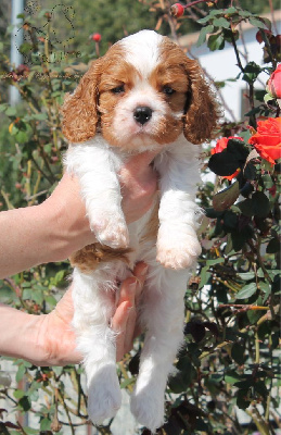 Du Royaume Des Joyaux - Cavalier King Charles Spaniel - Portée née le 07/02/2024