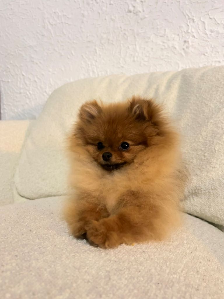 Pom Of The Gang Tia