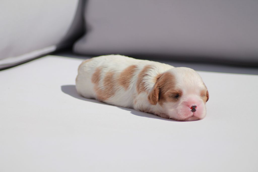 Du Royaume Des Joyaux - Cavalier King Charles Spaniel - Portée née le 09/09/2023