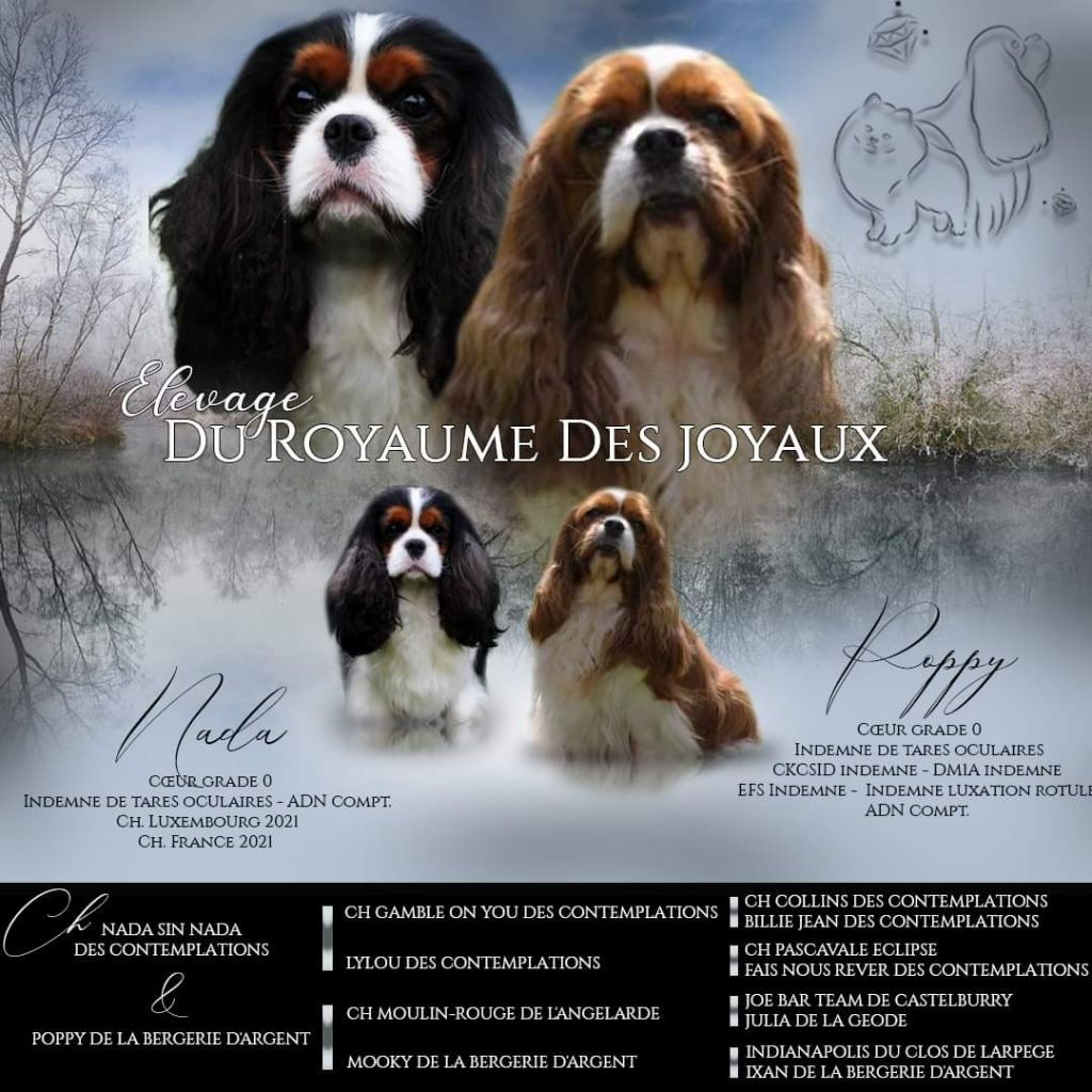Du Royaume Des Joyaux - Cavalier King Charles Spaniel - Portée née le 19/04/2022